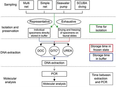 Methodology for Single-Cell Genetic Analysis of Planktonic Foraminifera for Studies of Protist Diversity and Evolution